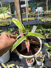 Load image into Gallery viewer, N. gracilis 'Variegated' - Specimen 1
