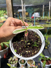 Load image into Gallery viewer, N. gracilis 'Variegated' - Specimen 2
