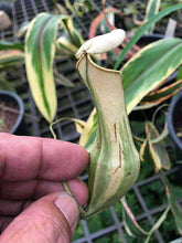 Load image into Gallery viewer, N. gracilis 'Variegated' - Specimen 3
