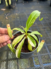 Load image into Gallery viewer, N. mirabilis 'Variegated' - Specimen 1
