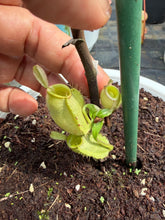 Load image into Gallery viewer, N. ampullaria 'Variegated' - Specimen 1
