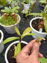 Load image into Gallery viewer, N. ampullaria 'Variegated' - Specimen 2
