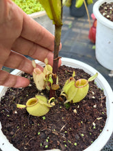 Load image into Gallery viewer, N. ampullaria 'Variegated' - Specimen 2

