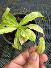 Load image into Gallery viewer, N. mirabilis 'Variegated' - Specimen 3
