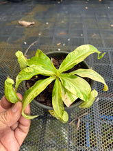 Load image into Gallery viewer, N. mirabilis 'Variegated' - Specimen 3
