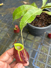 Load image into Gallery viewer, N. mirabilis x ampullaria 'Variegated' - Specimen 1
