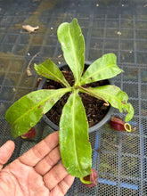 Load image into Gallery viewer, N. mirabilis x ampullaria 'Variegated' - Specimen 1
