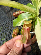 Load image into Gallery viewer, N. gaya 'variegated' - Specimen 1
