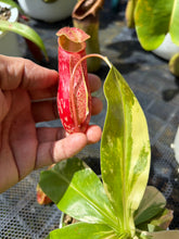 Load image into Gallery viewer, N. gaya 'variegated' - Specimen 1
