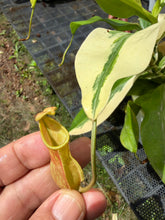 Load image into Gallery viewer, N. gaya 'variegated' - Specimen 3
