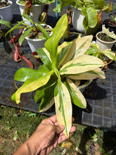 Load image into Gallery viewer, N. gaya 'variegated' - Specimen 3
