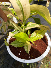 Load image into Gallery viewer, N. gaya 'variegated' - Specimen 3

