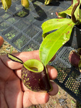 Load image into Gallery viewer, N. ampullaria 'Variegated' - Specimen 4
