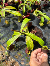 Load image into Gallery viewer, N. ampullaria 'Variegated' - Specimen 4
