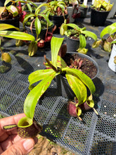 Load image into Gallery viewer, N. ampullaria 'Variegated' - Specimen 4
