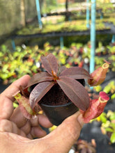 Load image into Gallery viewer, N.hirsuta x rafflesiana - Wholesale Lot of 10 Plants
