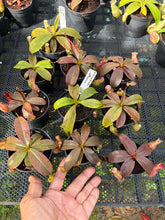 Load image into Gallery viewer, N.hirsuta x rafflesiana - Wholesale Lot of 10 Plants
