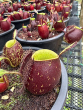 Load image into Gallery viewer, N. ampullaria - Wholesale Lot of 10 Plants
