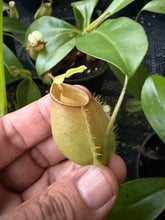 Load image into Gallery viewer, N. bicalcarata x ampullaria - Wholesale Lot of 10
