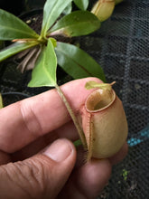 Load image into Gallery viewer, N. bicalcarata x ampullaria - Wholesale Lot of 10
