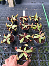 Load image into Gallery viewer, N. suratensis - Wholesale Lot of 10
