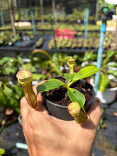 Load image into Gallery viewer, N.campanulata x (boschiana x veitchii) - Wholesale Lot of 8
