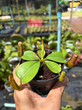 Load image into Gallery viewer, N.campanulata x (boschiana x veitchii) - Wholesale Lot of 8
