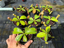 Load image into Gallery viewer, N.campanulata x (boschiana x veitchii) - Wholesale Lot of 8
