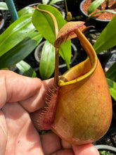 Load image into Gallery viewer, N. bicalcarata - Wholesale Lot of 10
