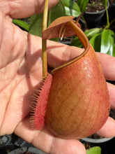 Load image into Gallery viewer, N. bicalcarata - Wholesale Lot of 10
