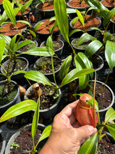 Load image into Gallery viewer, N. bicalcarata - Wholesale Lot of 10
