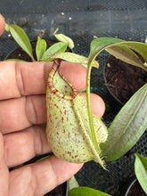 Load image into Gallery viewer, N. rafflesiana - Wholesale Lot of 10
