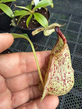 Load image into Gallery viewer, N. rafflesiana - Wholesale Lot of 10
