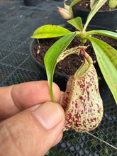 Load image into Gallery viewer, N. rafflesiana - Wholesale Lot of 10
