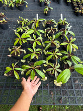 Load image into Gallery viewer, N. rafflesiana - Wholesale Lot of 10
