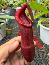 Load image into Gallery viewer, N. thorelii x edwardsiana - EP Clone
