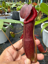 Load image into Gallery viewer, N. thorelii x edwardsiana - EP Clone
