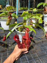 Load image into Gallery viewer, N. thorelii x edwardsiana - EP Clone
