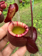 Load image into Gallery viewer, N. mirabilis var. 'Trang-Bizarre' x (viking x ampullaria 'Black Miracle') - Specimen 3
