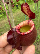 Load image into Gallery viewer, N. mirabilis var. 'Trang-Bizarre' x (viking x ampullaria 'Black Miracle') - Specimen 3
