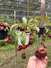 Load image into Gallery viewer, N. mirabilis var. 'Trang-Bizarre' x (viking x ampullaria 'Black Miracle') - Specimen 3
