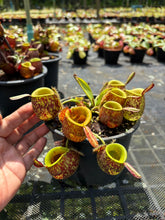 Load image into Gallery viewer, N. ampullaria - Specimen 1
