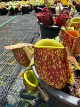 Load image into Gallery viewer, N. ampullaria - Specimen 13
