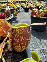Load image into Gallery viewer, N. ampullaria - Specimen 13
