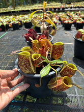 Load image into Gallery viewer, N. ampullaria - Specimen 13
