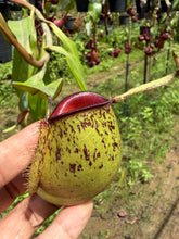Load image into Gallery viewer, N. ampullaria - Specimen 16
