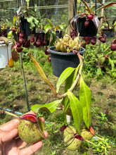 Load image into Gallery viewer, N. ampullaria - Specimen 16
