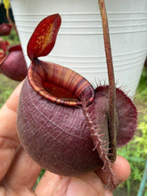 Load image into Gallery viewer, N.(viking x Hookeriana) x ampullaria
