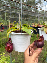 Load image into Gallery viewer, N.(viking x Hookeriana) x ampullaria

