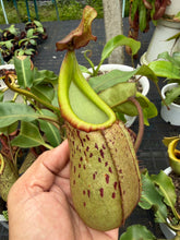 Load image into Gallery viewer, N.burbidgeae x veitchii
